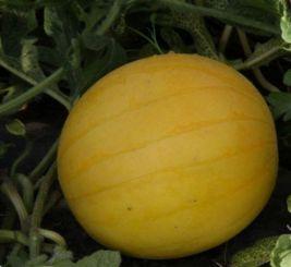 航天瓜怎么吃  第3张