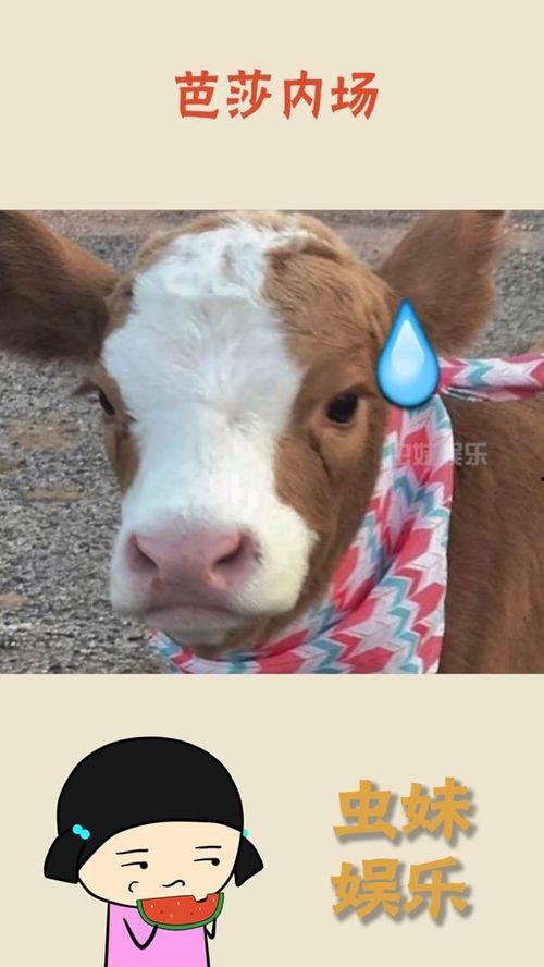 吃瓜抖音大全,揭秘热门事件背后的真相与笑料 第2张 吃瓜抖音大全,揭秘热门事件背后的真相与笑料 第2张