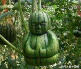 吃瓜深井冰,网络热词背后的文化现象 第3张 吃瓜深井冰,网络热词背后的文化现象 第3张