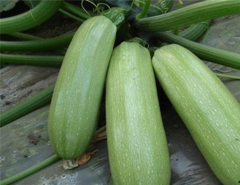 西西西吃瓜,揭秘娱乐圈背后的秘密与真相  第1张