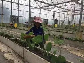 柳州1中吃瓜 第2张 柳州1中吃瓜 第2张