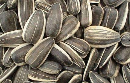 葵瓜怎么吃最好,这样吃最营养! 第3张 葵瓜怎么吃最好,这样吃最营养! 第3张