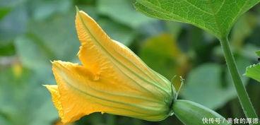 瓣花吃瓜组,揭秘网络热门话题背后的趣味与真相 第1张 瓣花吃瓜组,揭秘网络热门话题背后的趣味与真相 第1张