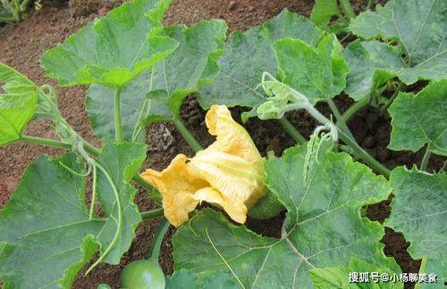 瓣花吃瓜组,揭秘网络热门话题背后的趣味与真相 第2张 瓣花吃瓜组,揭秘网络热门话题背后的趣味与真相 第2张