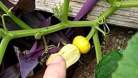 瓣花吃瓜组,揭秘网络热门话题背后的趣味与真相 第3张 瓣花吃瓜组,揭秘网络热门话题背后的趣味与真相 第3张