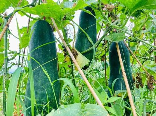 吃瓜劲爆文,吃瓜群众热议的劲爆事件大汇总 第2张 吃瓜劲爆文,吃瓜群众热议的劲爆事件大汇总 第2张