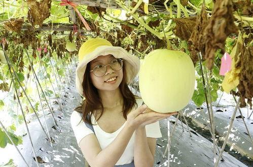 小暑吃瓜的寓意,瓜果飘香,寓意丰收与清凉 第2张 小暑吃瓜的寓意,瓜果飘香,寓意丰收与清凉 第2张