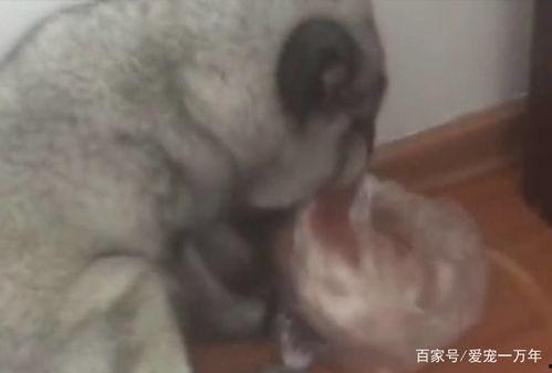 民警救狐狸吃瓜 第1张 民警救狐狸吃瓜 第1张