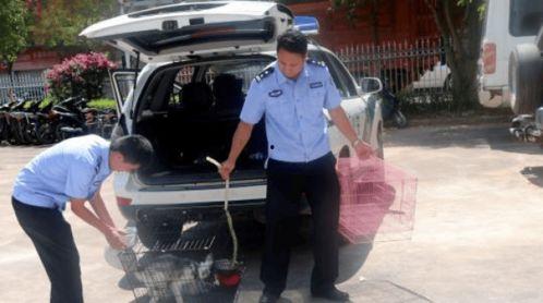 民警救狐狸吃瓜 第2张 民警救狐狸吃瓜 第2张