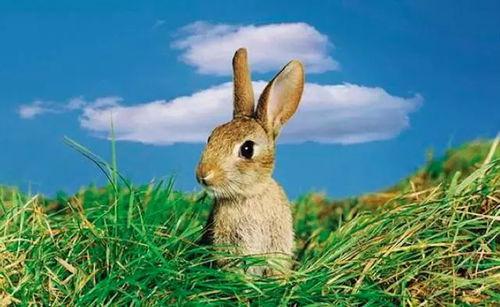 对手戏 吃瓜兔,娱乐圈对手戏背后的精彩故事 第3张 对手戏 吃瓜兔,娱乐圈对手戏背后的精彩故事 第3张