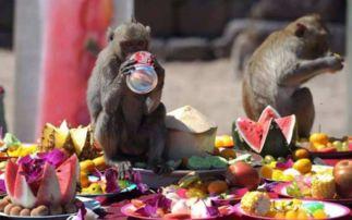 话剧猴子吃瓜串词 第1张 话剧猴子吃瓜串词 第1张