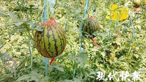 苏瓜可以吃吗 第3张 苏瓜可以吃吗 第3张