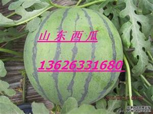 日照莒县吃瓜事件,一场网络热议背后的真相与反思 第2张 日照莒县吃瓜事件,一场网络热议背后的真相与反思 第2张