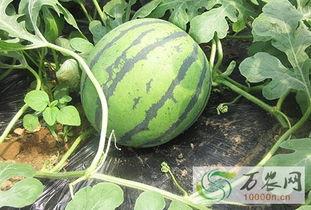 日照莒县吃瓜事件,一场网络热议背后的真相与反思 第3张 日照莒县吃瓜事件,一场网络热议背后的真相与反思 第3张