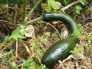 方瓜头咋吃,解锁独特吃法,尽享美味人生 第1张 方瓜头咋吃,解锁独特吃法,尽享美味人生 第1张