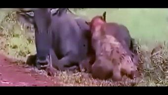 吃货吃瓜女孩视频在线观看,美食瓜界达人带你畅游吃货视频盛宴 第3张 吃货吃瓜女孩视频在线观看,美食瓜界达人带你畅游吃货视频盛宴 第3张