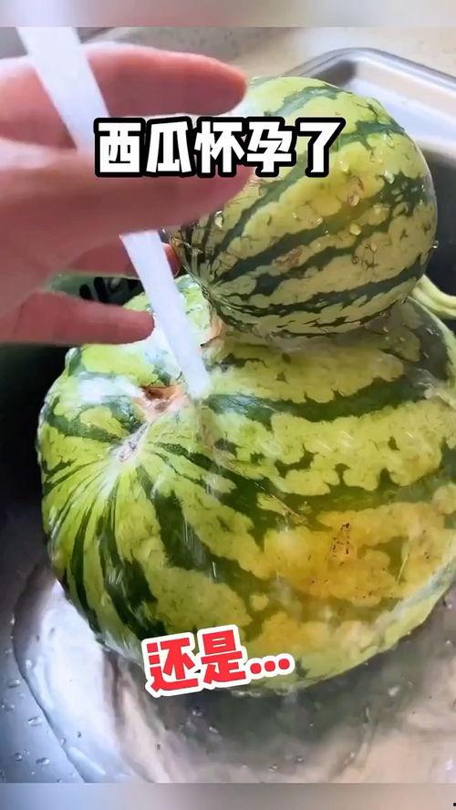 吃瓜撑了搞笑视频,吃瓜撑了!搞笑视频带你笑翻天 第3张 吃瓜撑了搞笑视频,吃瓜撑了!搞笑视频带你笑翻天 第3张