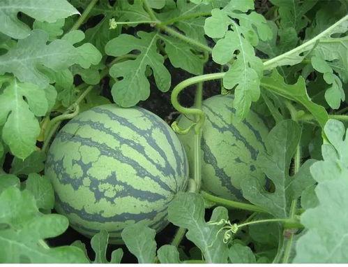 池恩幼吃瓜,揭秘娱乐圈背后的那些事儿 第2张 池恩幼吃瓜,揭秘娱乐圈背后的那些事儿 第2张