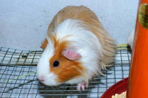 豚鼠可以吃宝石瓜吗 第1张 豚鼠可以吃宝石瓜吗 第1张