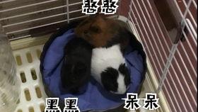 豚鼠可以吃宝石瓜吗 第2张 豚鼠可以吃宝石瓜吗 第2张