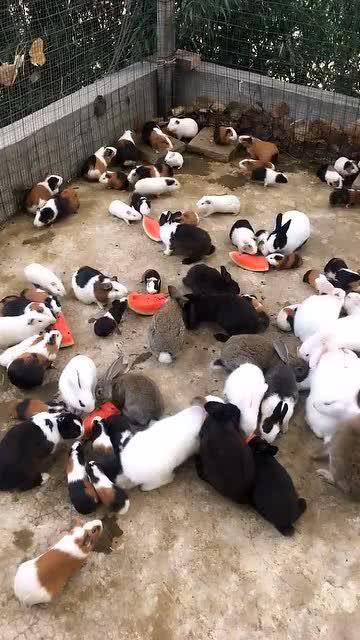 豚鼠可以吃宝石瓜吗 第3张 豚鼠可以吃宝石瓜吗 第3张