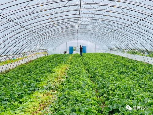 吃瓜群众的瓜长啥样,一场全民参与的舆论盛宴  第2张