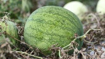 青春吃瓜怎么吃,解锁美味与快乐的秘诀 第3张 青春吃瓜怎么吃,解锁美味与快乐的秘诀 第3张