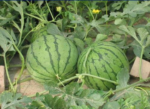 盐山吃瓜事件,一场引发社会热议的食品安全风波 第2张 盐山吃瓜事件,一场引发社会热议的食品安全风波 第2张