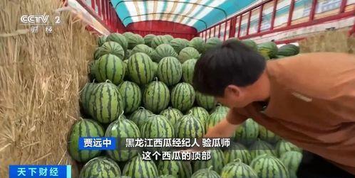 八叉乌鸡吃瓜 第2张 八叉乌鸡吃瓜 第2张