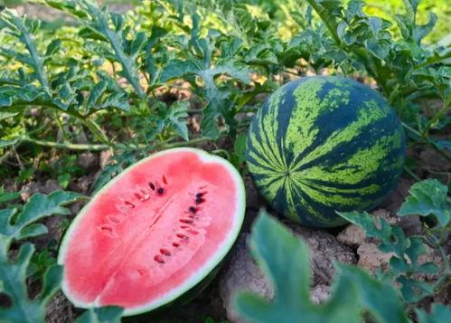 八叉乌鸡吃瓜 第3张 八叉乌鸡吃瓜 第3张