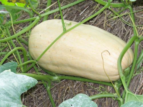 方瓜和角瓜一起吃 第1张 方瓜和角瓜一起吃 第1张