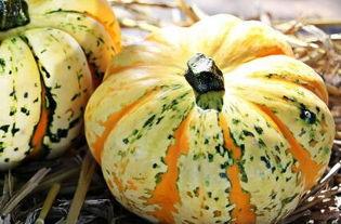 方瓜和角瓜一起吃 第2张 方瓜和角瓜一起吃 第2张