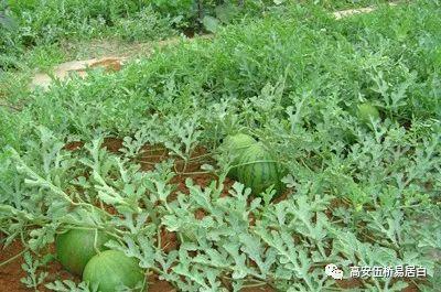 朱桥吃瓜,揭秘娱乐圈背后的那些事儿  第3张