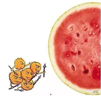 吃隔夜瓜头痛  第3张