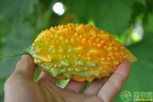 黄金生财瓜怎么吃,解锁财富的秘密食谱