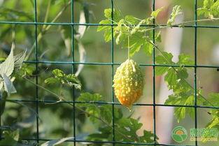 黄金生财瓜怎么吃,解锁财富的秘密食谱 第3张 黄金生财瓜怎么吃,解锁财富的秘密食谱 第3张