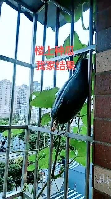 吃瓜栏杆,网络热词背后的文化现象 第1张 吃瓜栏杆,网络热词背后的文化现象 第1张