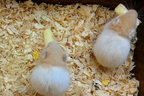 仓鼠可以吃蒲瓜,仓鼠的绿色美食新选择