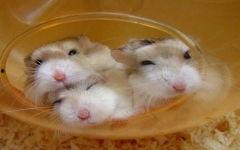 仓鼠可以吃蒲瓜,仓鼠的绿色美食新选择 第2张 仓鼠可以吃蒲瓜,仓鼠的绿色美食新选择 第2张