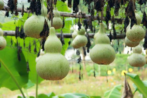 武都南山吃瓜,夏日吃瓜盛宴，尽享清凉时光