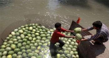 迪拜人怎么吃瓜