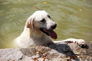 狗狗seven吃哈密瓜,狗狗Seven的哈密瓜美食之旅