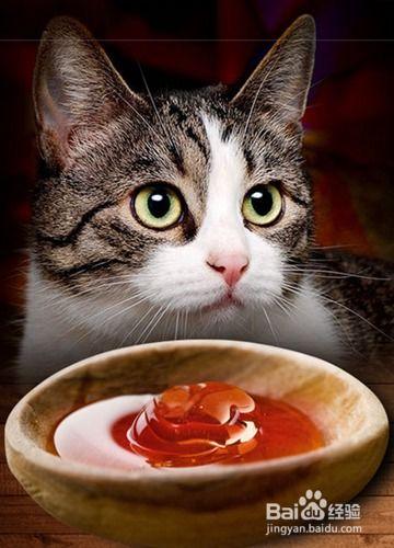 微醺小猫吃瓜,微醺小猫的瓜田奇遇记