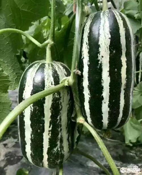 吃瓜博主讲的瓜能信吗