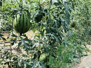 北京吃瓜的视频,揭秘北京人生活百态