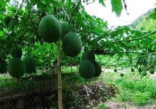 白吊瓜长多久可以吃,从播种到可食用的时间揭秘