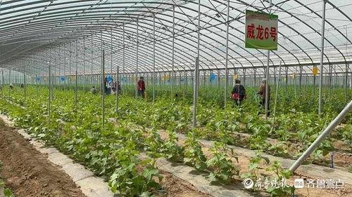 阔寨社区吃瓜,瓜香四溢，邻里共享欢乐时光