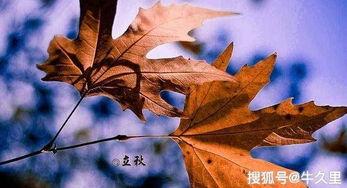 立秋吃秋瓜了,秋瓜养生正当时