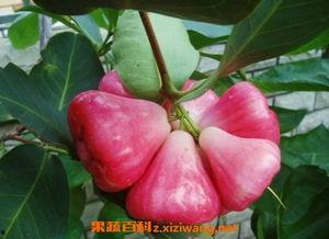 莲雾吃瓜视频网址