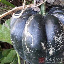 湿热可以吃方瓜吗,湿热体质者适宜食用方瓜的养生之道